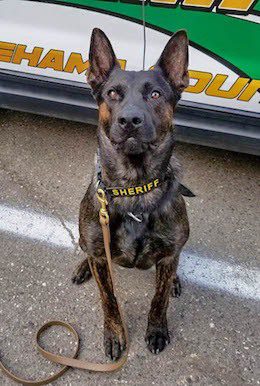 K-9 Raco